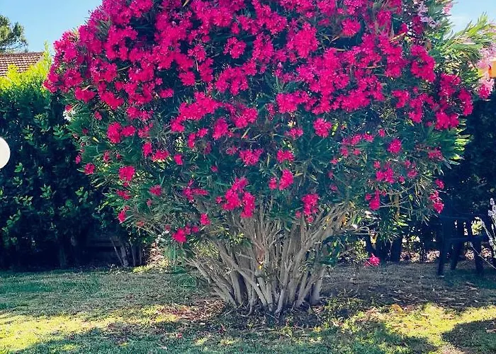 מלון דירות Podere Casalpiano קמפיליה מריטימה