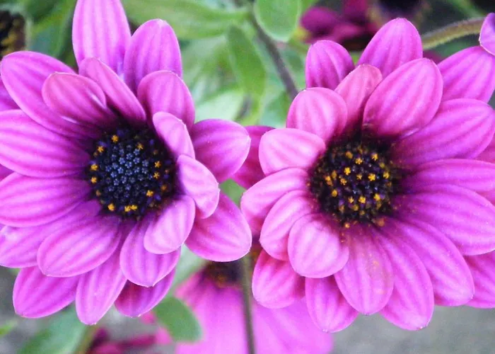 מלון דירות Podere Casalpiano 3*